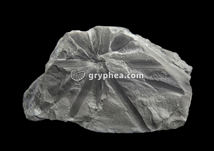 Prêle fossile -  Poacordaites microstachys - 10 cm environ (Carbonifère supérieur) - gryphea.com
